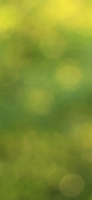 Green Bokeh Background