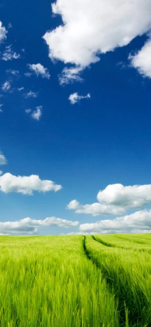 Green Field Blue Sky Clouds