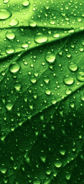 Green Leaf With Water Droplets