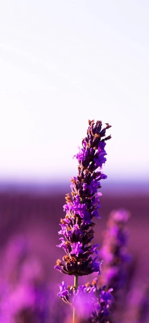Lavender Field Close Up