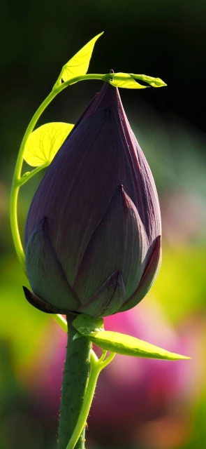 Lotus Bud with Green Stem