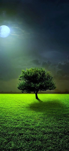 Moonlit Tree in Green Field
