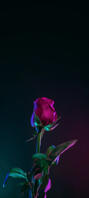 Neon Rose Against Dark Background