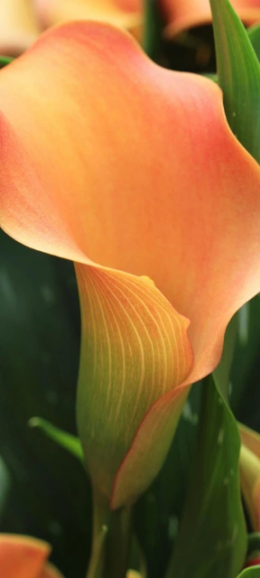 Orange Calla Lily Closeup