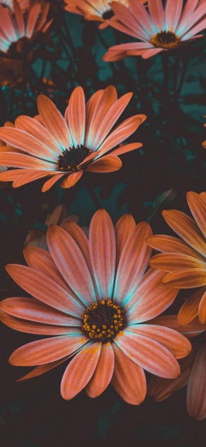Orange Daisy Wallpaper