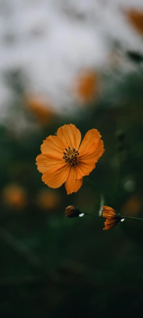Orange Flower Close up