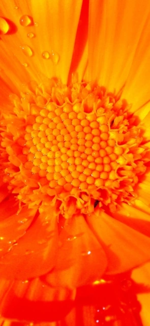 Orange Flower with Dew