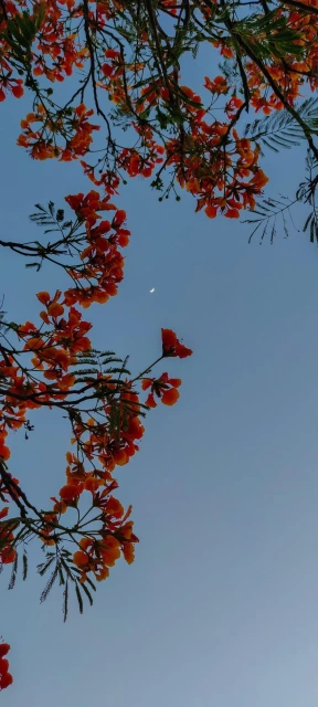 Orange Flowers Against Sky