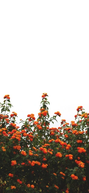 Orange Flowers Bush
