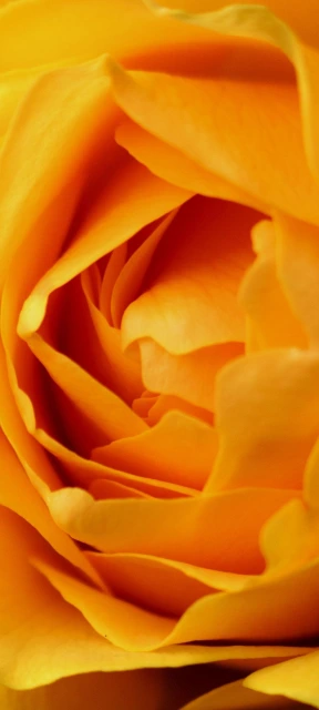 Orange Rose Close up 1