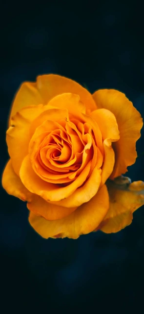 Orange Rose Close Up 2