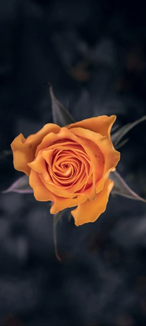 Orange Rose Close up