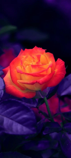 Orange Rose with Purple Leaves
