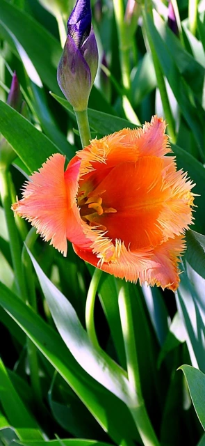 Orange Tulip with Green Leaves