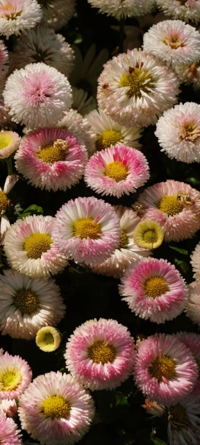Pink and White Flowers
