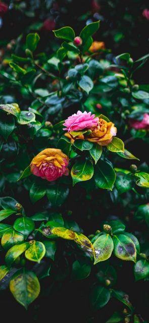 Pink and Yellow Camellia Flowers