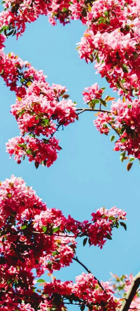 Pink Blossoms Against Blue Sky