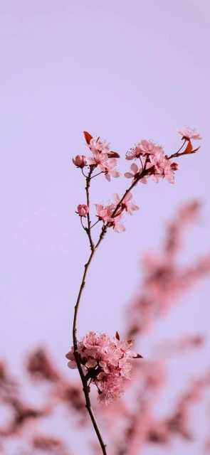 Pink Blossoms Branch 1