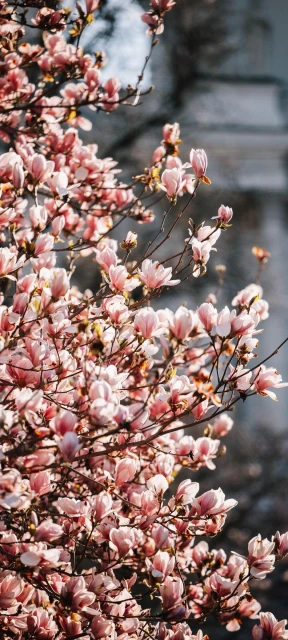 Pink Blossoms Branches 1