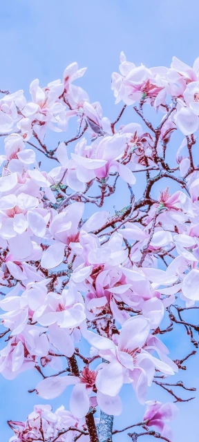 Pink Blossoms Branches 2