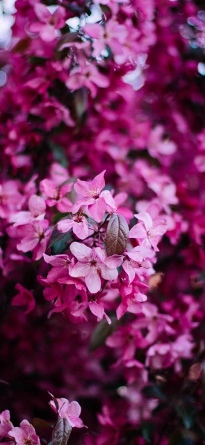 Pink Blossoms Close up