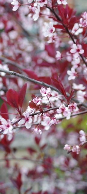 Pink Blossoms on Branch 1