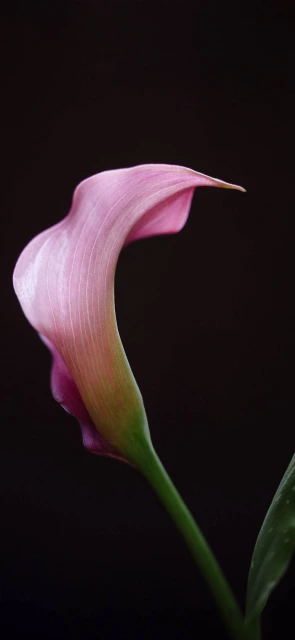 Pink Calla Lily Close up