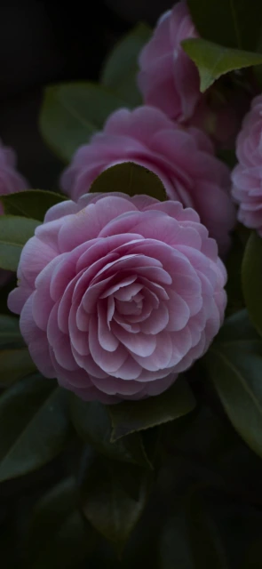 Pink Camellia Flower 1