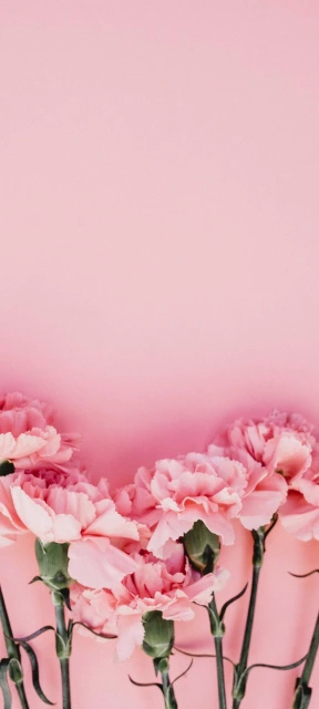 Pink Carnations Wallpaper