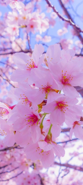 Pink Cherry Blossom Branches