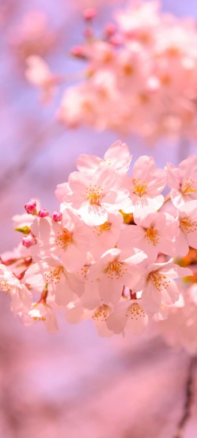 Pink Cherry Blossoms 1