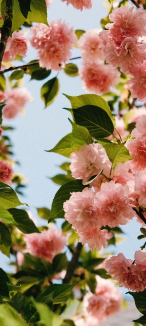 Pink Cherry Blossoms