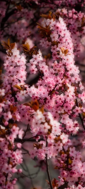 Pink Cherry Blossoms Branch