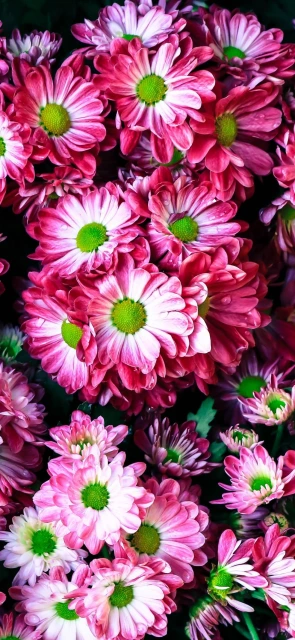 Pink Chrysanthemums Close Up