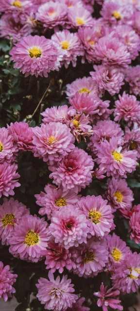 Pink Chrysanthemums Close Up
