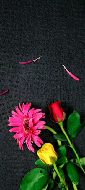 Pink Flower and Rose