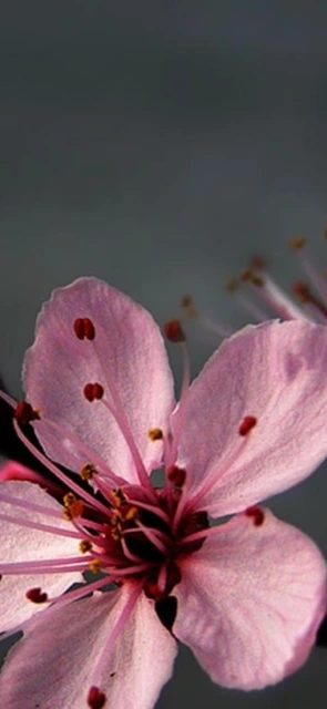 Pink Flower Close up 1