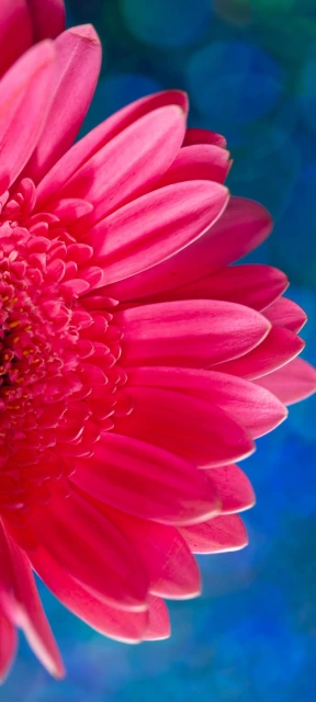 Pink Flower Close up 4