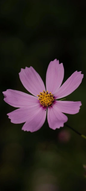 Pink Flower Close up 5