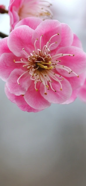 Pink Flower Close Up