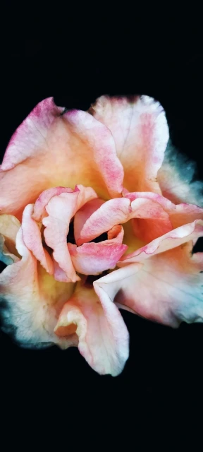 Pink Flower Closeup 1