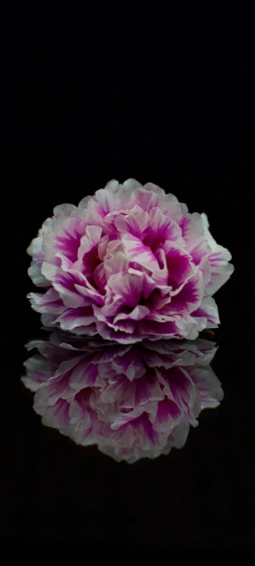Pink Flower Reflection