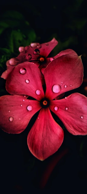 Pink Flower with Dew