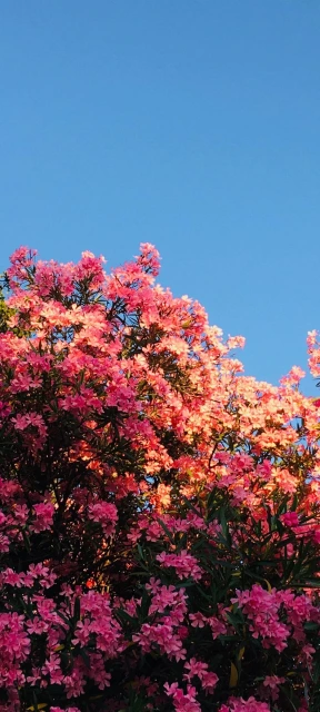 Pink Flowers Against Blue Sky 1