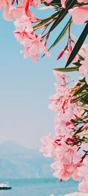 Pink Flowers by Sea