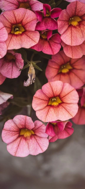 Pink Flowers Close Up 1
