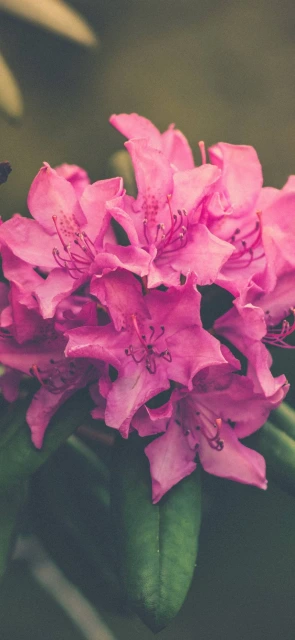 Pink Flowers Close Up 2
