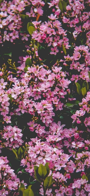 Pink Flowers Close Up 3