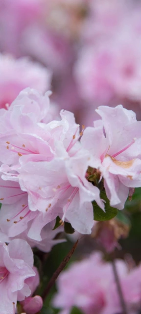 Pink Flowers Close Up