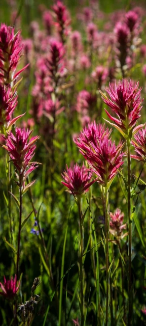 Pink Flowers Field 1